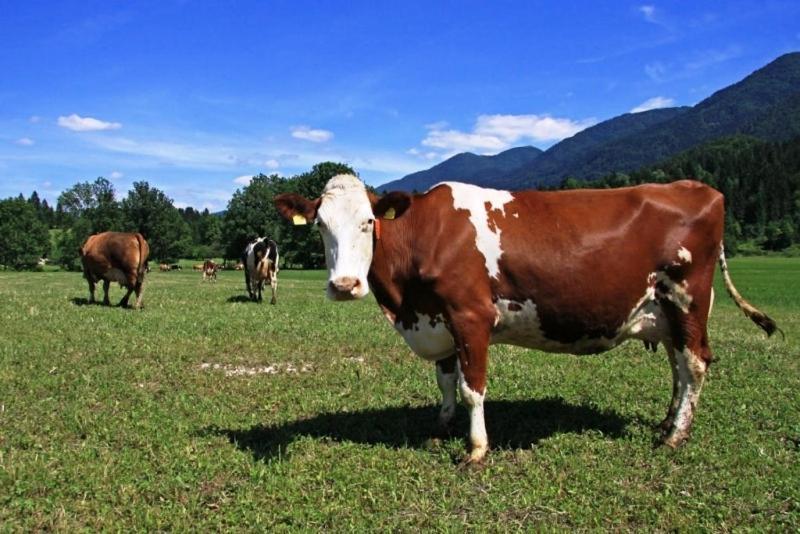 Farmhouse Soklic Bohinj Eksteriør billede